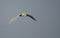 Whiskered Tern Chlidonias Hybridus