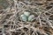 Whiskered tern with eggs