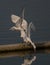 Whiskered Tern fighting with little egret for food