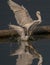 Whiskered Tern fighting with little egret for food