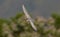 Whiskered Tern flying with flower background, Hong Kong