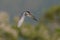 Whiskered Tern flying upon a pond, Hong Kong