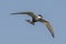 Whiskered Tern flying in the sky, Hong Kong