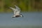 Whiskered Tern with frog