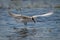 Whiskered tern grabs prey from sunlit river