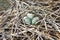 Whiskered Tern nest with eggs (Chlidonias hybrida)