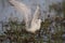Whiskered Tern, White, Migratory, Bird, Wildlife, Nature