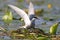 Whiskered tern with wide open wings sits on a nest