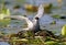 Whiskered tern with wide open wings sits on a nest