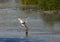 Whiskered Tern, Witwangstern, Chlidonias hybrida