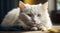 Whiskered Wonder: Adorable White Cat