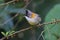 Whiskered Yuhina Yuhina flavicollis Birds of Thailand