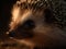 Whiskers and Curiosity: A Hedgehog\\\'s Inquisitive Nature