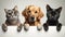 Whiskers and Paws Galore: Charming Cats and Dogs Together in Studio Shot