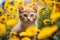 Whiskers in a Sea of Sunshine: Adorable Kitten Explores a Garden of Yellow Flowers