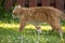Whiskers and Whimsy: Playful Orange House Cat in the Garden