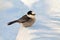 Whiskey Jack Bird Sitting Quietly in Snow