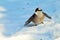 Whiskey Jack Bird in Snow