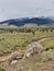 Whisky Basin near Dubois, Wyoming