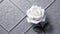 Whispering Beauty: White Rose on Grey Surface with Enchanting Elegance