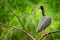 Whispering Ibis, Phimosus infuscatus, dark bird sitting on the branch in nature habitat, Santuario de Fauna, Colombia. black bird