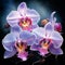 Whispering Orchids: A Kaleidoscope of Exotic Beauty