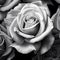 Whispering Petals: A Close-up of a Delicate Rose in Monochrome