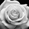 Whispering Petals: A Close-up of a Delicate Rose in Monochrome