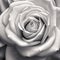 Whispering Petals: A Close-up of a Delicate Rose in Monochrome