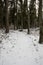 Whispering Pines: A Snowy Forest Path, Sun-Kissed Amidst Wintry Tranquility in Pokainu Mezs, Dobele, Latvija