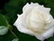 Whispers of Beauty: Enchanting White Rose Pictures for a Touch of Grace