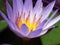 Whispers of the Blue Lotus: The Mesmerizing Beauty of Water Lilies