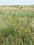 Whispers of the Dunes: Floral Accents on Hel Peninsula, Poland