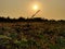 Whispers of the Meadow: A Mesmerizing Close-Up Encounter with the Verdant Expanse of a Field.