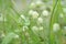 Whispers of Nature: Capturing the Delicate Intricacies of Close-Up Grass