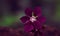 Whispers of Orchid Dreams: A Pinch of Orchid Purple Blooms, Nature\'s Elegance Unfolding in a Botanical Symphony.