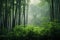 Whispers of the Orient: Bamboo Forests of China\\\'s Heartland