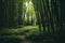 Whispers of the Orient: Bamboo Forests of China\\\'s Heartland