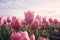 Whispers of Spring: Netherlands\\\' Subdued Tulip Blooms