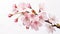 Whispers of Spring. Sakura Blossoms Painting the Canvas in White Background. Generative AI