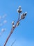 Whispers of Spring: Willow Buds Against Azure Skies