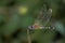 Whispers of Summer: Closeup of a Beautiful Dragonfly on a Plant