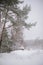 Whispers of Winter: Three Trees and a Snow-Kissed Path