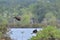 Whistiling ducks in flight