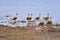 Whistiling ducks migratory birds