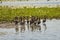 Whistling ducks