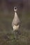 Whistling heron