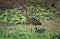 Whistling Heron, syrigma sibilatrix, Adult standing in Swamp, Pantanal in Brazil