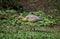 Whistling Heron, syrigma sibilatrix, Adult standing in Swamp, Pantanal in Brazil