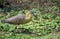 Whistling Heron, syrigma sibilatrix, Adult standing in Swamp, Pantanal in Brazil